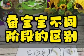蚕宝宝一龄到五龄不同阶段的区别#星河知识计划 #智慧生活星视频封面