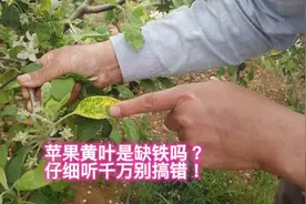 苹果花叶病毒锅非常常见，千万别张冠李戴。#来抖音学农技视频封面