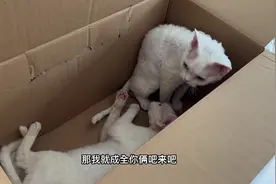 猫咪日常vlog 动物未解之谜 小猫咪为什么喜欢纸箱#猫#猫咪#萌宠视频封面