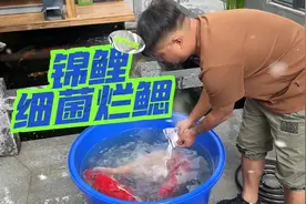 干货分享，锦鲤细菌性烂鳃治疗方法！#轻松养鱼 #精品锦鲤