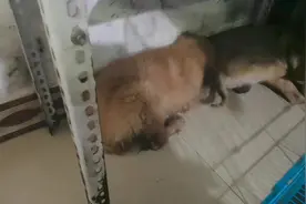 后期的犬瘟热狗狗，又抽又喊的不能睡觉，因该怎么办。#萌宠