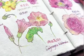 菟丝花 传统意义的菟丝子是柔弱依附
