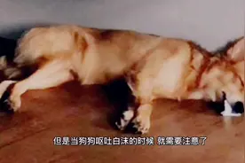 狗狗吐白沫是什么回事#狗狗