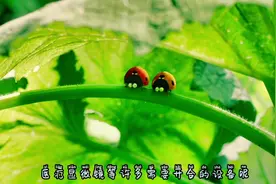 #科普 #动物 #昆虫百科 #关于瓢虫的趣味小知识