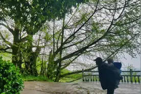 雅安名山县世界茶文化圣山，是茶文明发祥地。西汉（公元前53年视频封面