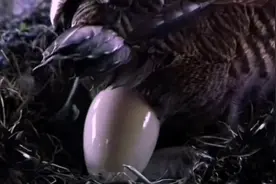 记录鹅下蛋全过程，太痛苦了，都不好意思吃了#难得一见