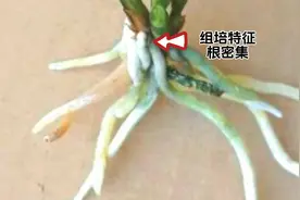 科技组培兰花的特征，新手学会分辨，避免被忽悠 #花卉绿植视频封面