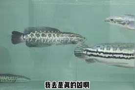 猛鱼缸大事件，国产猛鱼蟒纹雷龙崛起，暴揍6条大铅笔！