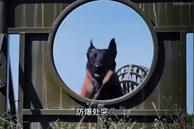 军犬和警犬#军犬 #警犬 #万物皆有灵性视频封面