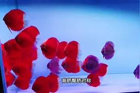 十大受欢迎的观赏鱼。值得一看的观赏鱼排名。#养鱼日记 #观赏鱼