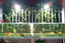 这位@俊谚 鱼友，室外打造的玻璃鱼缸，养兰寿金鱼，太哇塞了！视频封面