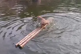 动物史：天地并生万物皆灵之猴子传游水记#人与自然和谐共处视频封面