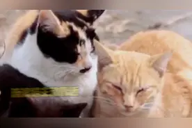 流浪猫主动靠近是在求收养吗？#宠物知识 #流浪猫 #流浪猫救助