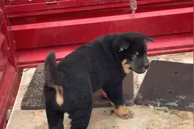 田园犬小四眼，后面大头黑狗是串串，杂斗#中华田园犬