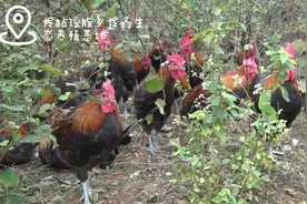 凌云：复工复产养鸡忙#生态散养 #农村创业养殖 #振兴乡村视频封面