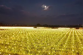 你见过遍地黄金吗？ 广东省“一村一品，一镇一业” 澄海视频封面