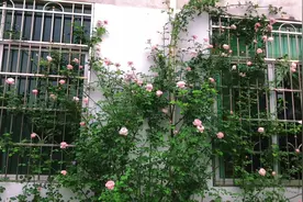 记录了春季月季从发芽到开花需要的时间和状态，经过60天完成爆花