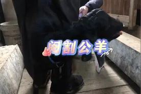 #黑山羊 #公羊去势 羊蛋阉割全过程，对长势不理想的公羊