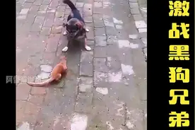 黄鼠狼激战黑狗兄弟，结果被撕咬的遍体鳞伤命丧狗嘴#动物视频封面