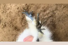 为什么乌鸡五个爪子 ？？？#奇妙的动物 #自家养殖 #爱护小动物视频封面