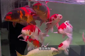 春季锦鲤炸麟 了解前因后果 立刻解决！#锦鲤王子 #锦鲤 #观赏鱼