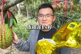 冻榴莲和鲜榴莲哪个好#榴莲 #榴莲爱好者 #榴莲控