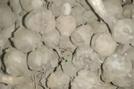 杂交魔芋一代种子便宜处理了，有要的联系:18213572615视频封面