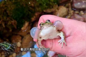 第一次养青蛙，请科普饲养方法。#青蛙 #生态鸟笼 #养宠进阶指南