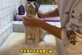 “十六斤布偶猫翻新洗护”全过程 这也是一位实心的胖朋友！视频封面