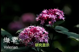 缬草精油，来自中国贵州梵净山