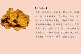 植物小百科：大黄图片