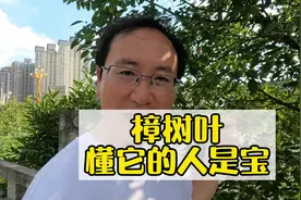 樟树叶，懂它的人知道它是宝！#夏老师百草学堂 #百草有能量