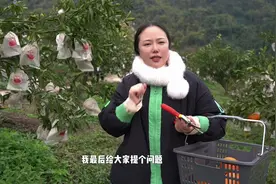 【2024助农第一期】打卡涪陵新妙天呈果园耙耙柑#打卡涪陵