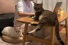 出差回家后，没想到2只猫咪变得如此黏人，幸福来的太突然。