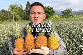 这是四种常见的凤梨，大家知道他们口感的不同吗#凤梨 #菠萝