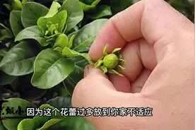 栀子花带花苞买回家，如何快速开花，老花农倾囊相授养护方法