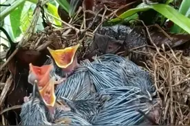 老幺总吃不上，母鸟为何吃幼鸟粪便？#母鸟喂食 #爱鸟护鸟