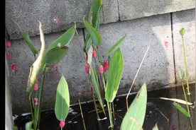 这些粉红色的”小葡萄“是“福寿螺”产的卵！福寿螺不是田螺视频封面