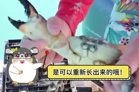 如果折断螃蟹的钳子，螃蟹还能活下去吗？#不可思议 #万万没想到