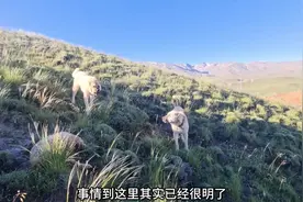 年迈的坎高犬独自在山上，忠诚守护主人因疾病倒下的羊#坎高犬视频封面
