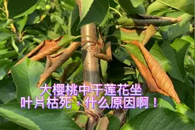 大樱桃幼旺树中干叶片干枯了，什么原因啊！#新农人2022计划