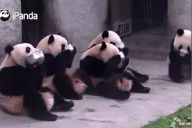 班主任在和不在的区别，哈哈哈哈哈#国宝不愧是国宝