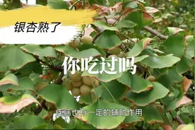 银杏#快来一起尝个鲜 ###吃银杏果的好处视频封面