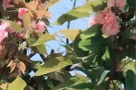 #兰蔻免税idole是我香水视频封面
