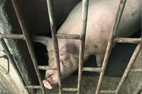 #vlog日常 #快递小哥 #顺丰 #顺丰快递 明天就是3倍工资了视频封面