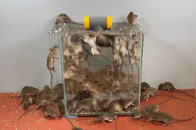 用大号鱼缸和PVC管子制作成的捕鼠器，特好用！ #抓老鼠 #老鼠视频封面