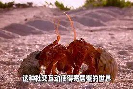 寄居蟹的生活习性#寄居蟹 #爬宠 #神奇动物在抖音 #异宠视频封面