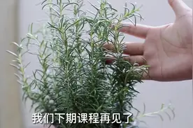 园艺师教你，新买回家的迷迭香盆栽怎么养，新手一看就能学会视频封面