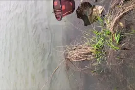 钓鱼钓了个鳖，这谁运气也太爆棚了吧#野钓