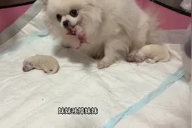 狗妈妈为什么要吃刚出生的小狗呢？其实不是狗妈妈母性不好视频封面